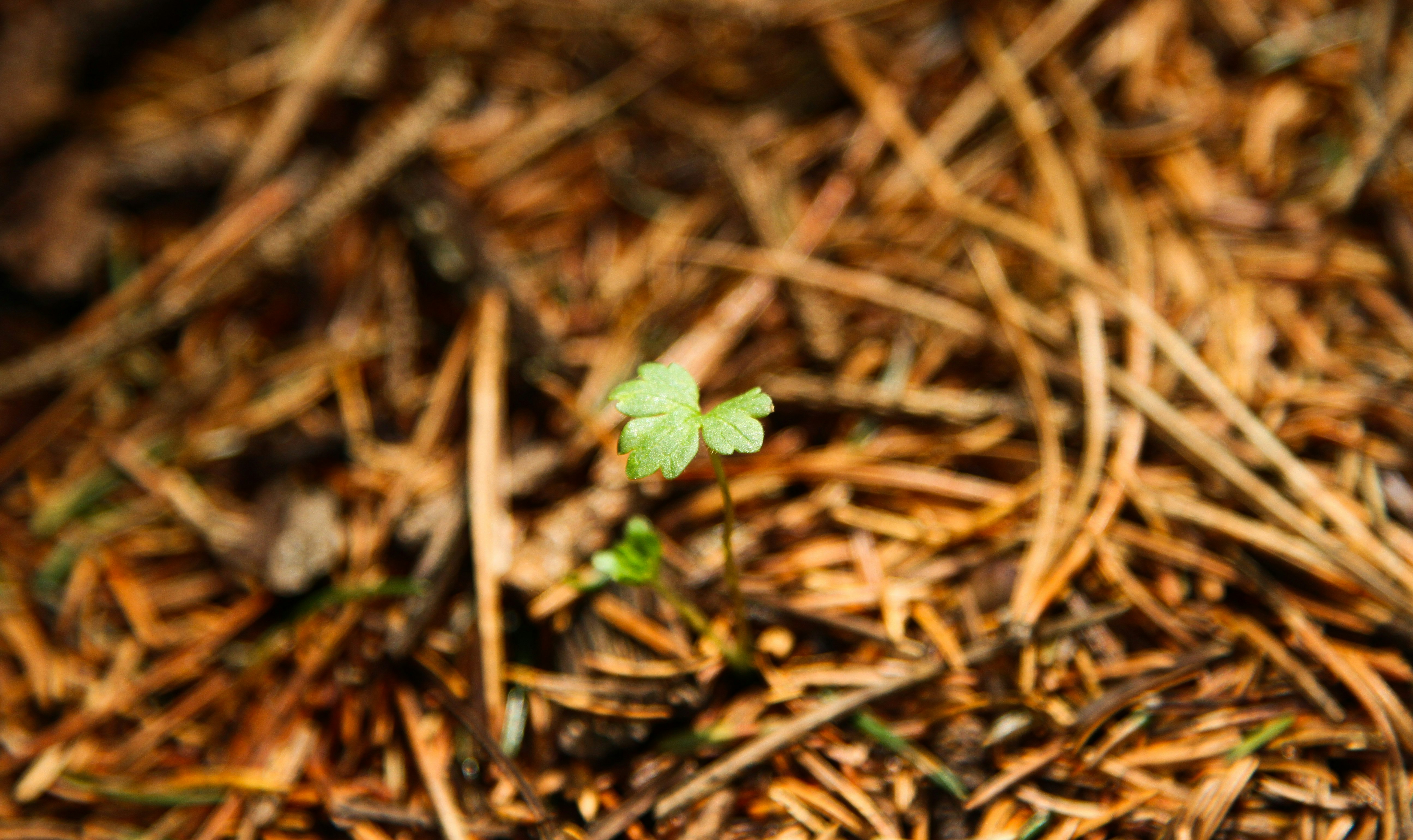 green plant on brown dried leaves